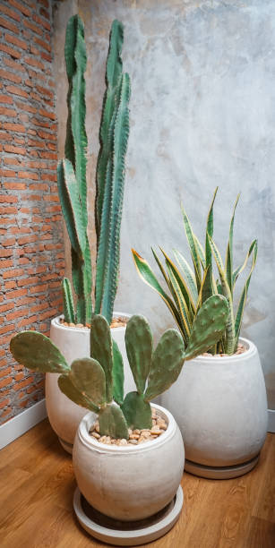istock Nice cactus and plant decorate room 1359857368