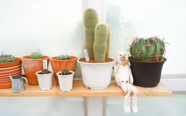 Nice cactus and plant decorate on shelf in green house