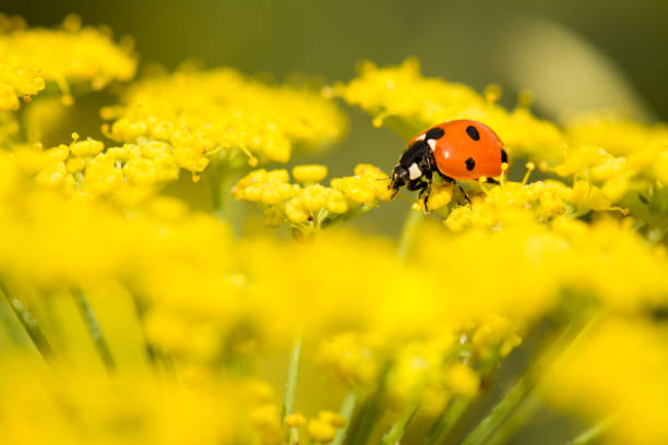 istock Ladybird on fennel heads 1359857604