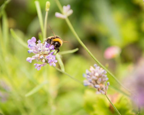 istock Bee collecting pollen, purple flowers 1359857636