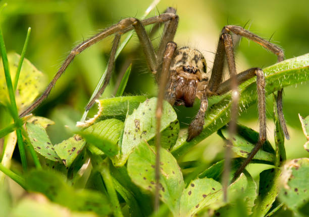 istock Lurking - Macro of a cardinal spider (Tegenaria parietina) in the grass 1359858238