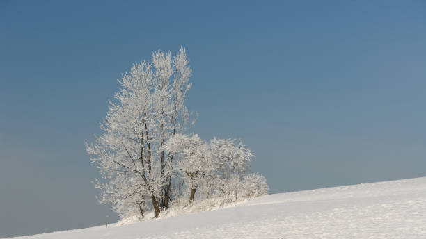 istock Frosted trees in a mountain glade, Gorce, Poland 1359858438