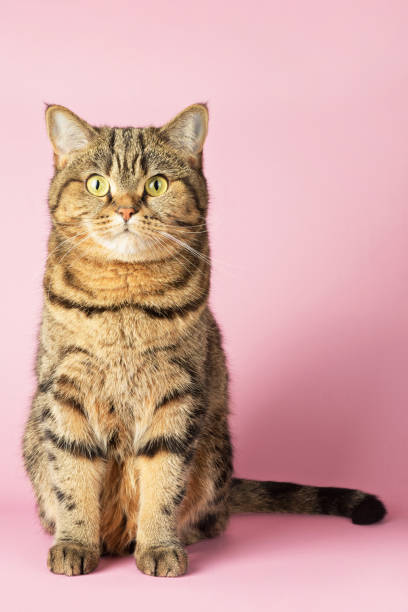 istock Brown tabby cat sits on a pink background, looks into the camera. Scottish straight. 1359858566