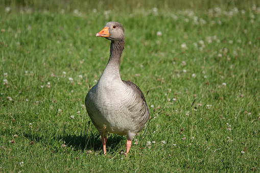 A front view shot of a greylag goose standing on grass in the sunshine.