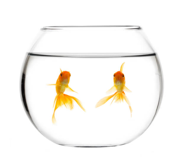 istock Gold fishes in aquarium 1359858688