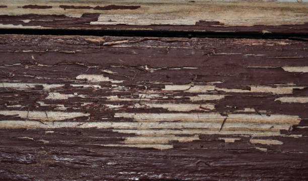 istock Wood texture, tree and a window, brown color 1359858700