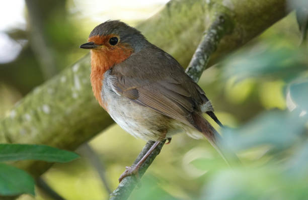 istock A cute selective focus side view shot of a European robin perching in a tree. 1359858885
