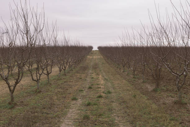istock Agricultural field in winter 1359858953