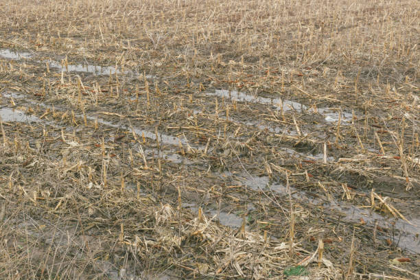 istock Agricultural field in winter 1359858955