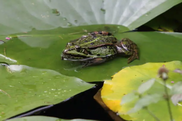 Pelophylax is a genus of true frogs widespread in Eurasia, with a few species ranging into northern Africa