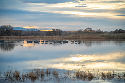 Sandhill cranes feeding at winter home marsh at Bosque del Apache National Wildlife Refuge (wilderness) near Socorro, New Mexico in southwestern United States of America. This winter home to Sandhill cranes, snow geese and other birds/animals. From late October tp late January, sandhill cranes move among several areas throughout the day to feed, rest, and socialize. Social behavior includes at least 10 different types of calls, various threatening postures, and elaborate dances for everything from joy to courtship. Sandhills get their name from the sand hills of Nebraska where they spend a lot of time north of the Platte and North Platte rivers.