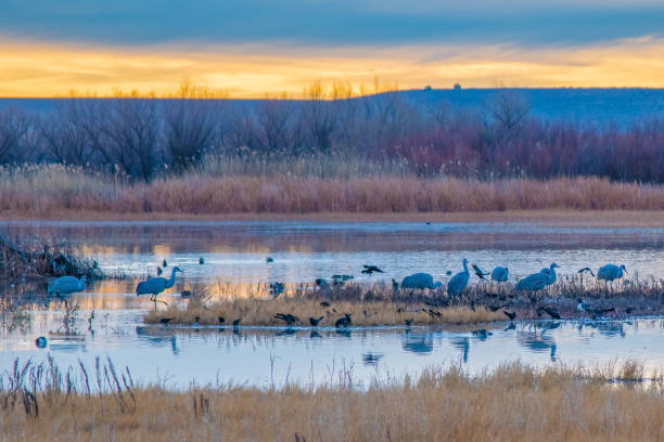 istock Sandhill cranes feeding at winter home marsh 1359859834