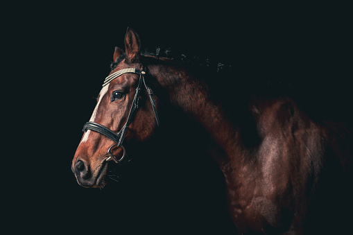 Profile view of beautiful horse against black background.