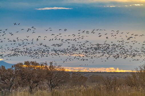 Snow white Snow geese large flock in flight at the Bosque del Apache National Wildlife Refuge near Socorro, New Mexico in southwestern USA. Larger cities nearby are Albuquerque, Santa Fe and El Paso.