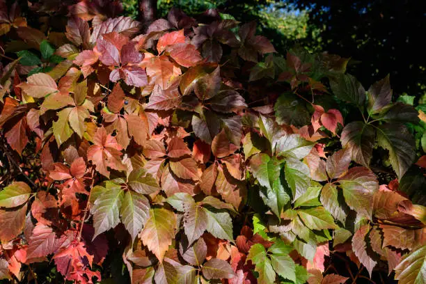 Photo of Minimalist monochrome background with many large red and green leaves o  Parthenocissus quinquefolia plant, known as Virginia creeper, five leaved ivy or five-finger, in a garden in a sunny autumn day