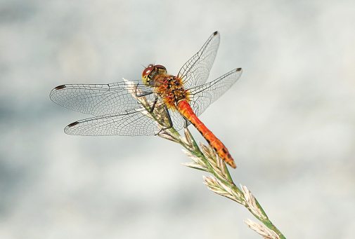 A beautiful shot of a ruddy darter dragonfly with extended wings perching on a grass seed stalk against a light grey blurry background.