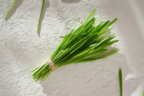 fresh green barleygrass on a bright background with copy space - barley grass imagens e fotografias de stock