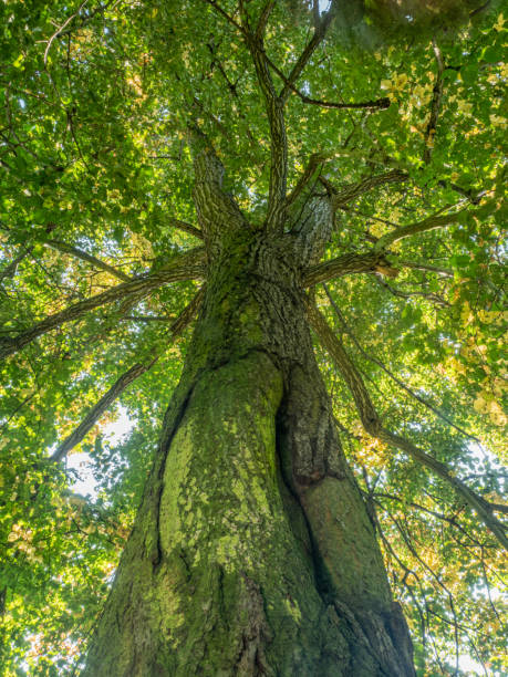 istock View into the green treetop of a large old lime tree. 1359864238