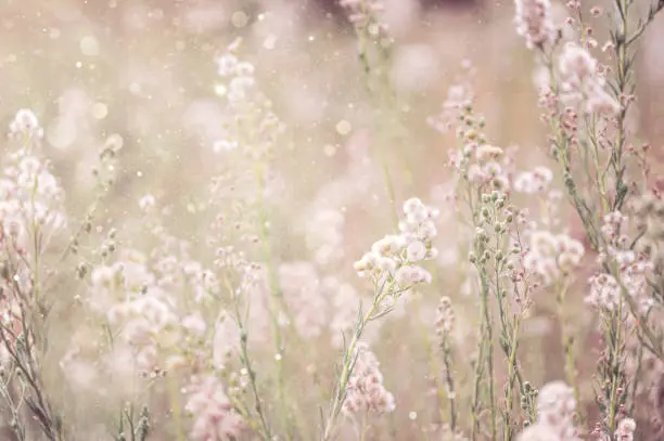 Photo of Grass flower field