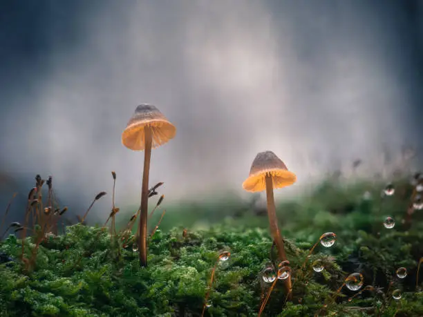 Close-up of mushrooms with yellow caps in front of a blue sky in the moss. The trace capsules are filled with luminous drops of water.