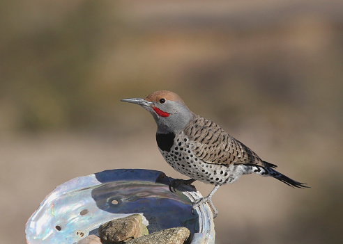 Gilded Flicker (male) (colaptes chrysoides) perched on an abalone shell