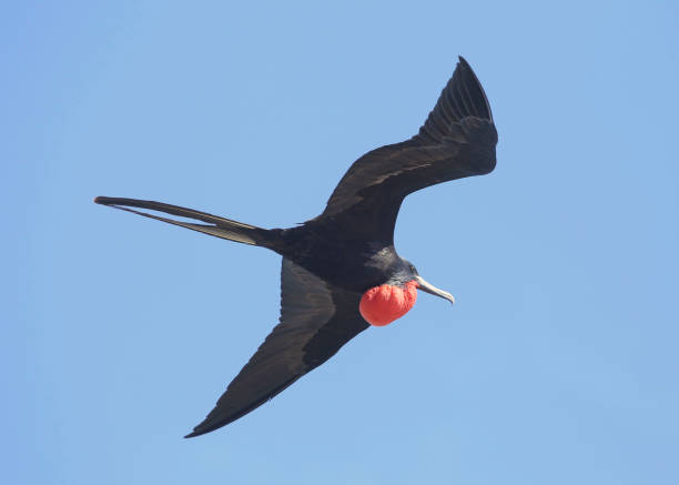 istock Magnificent Frigatebird (in flight and displaying) (fregata magnificens) 1359865062