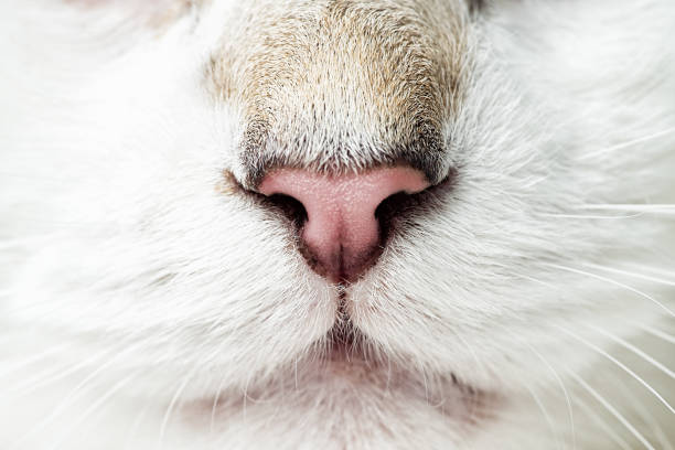 istock White cat's nose, macro view. Curious animal portrait close up 1359865082
