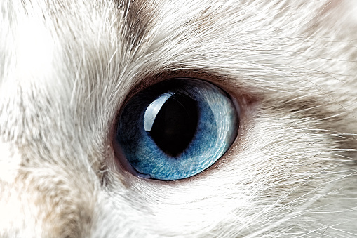 Macro shot of blue cat eye with reflection