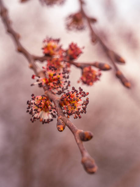 Flowers of the mountain elm on a small branch. In early spring, the elm (Ulmus glabra) blooms in front of the leaf shoot. elm tree stock pictures, royalty-free photos & images