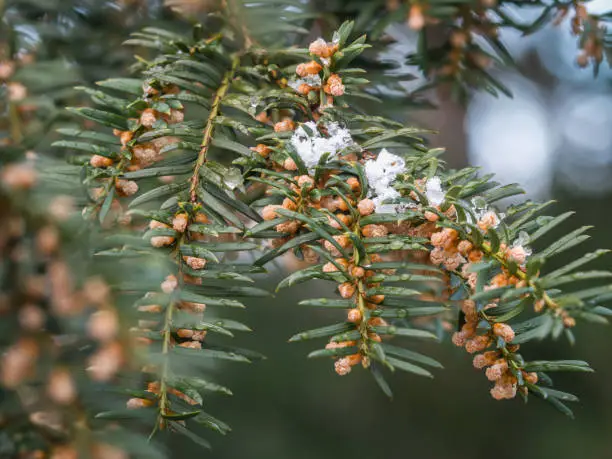 Small branch of the poisonous yew (Taxus baccata) with male flowers of the evergreen tree.