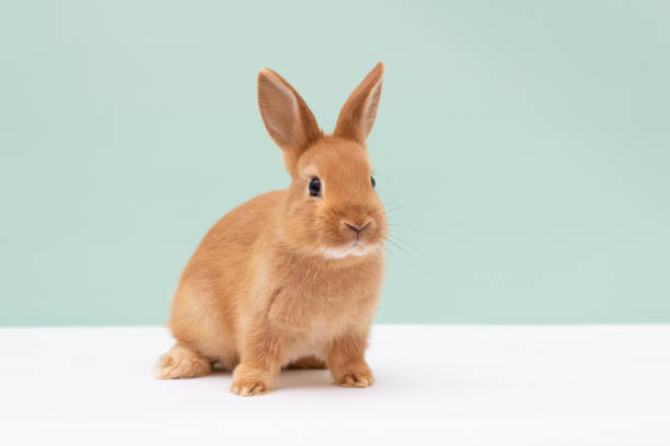 pequeño conejo rojo esponjoso sobre fondo verde claro. - color image animal sitting brown fotografías e imágenes de stock