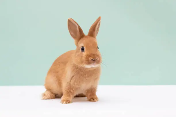 Photo of little red fluffy rabbit on light green background.