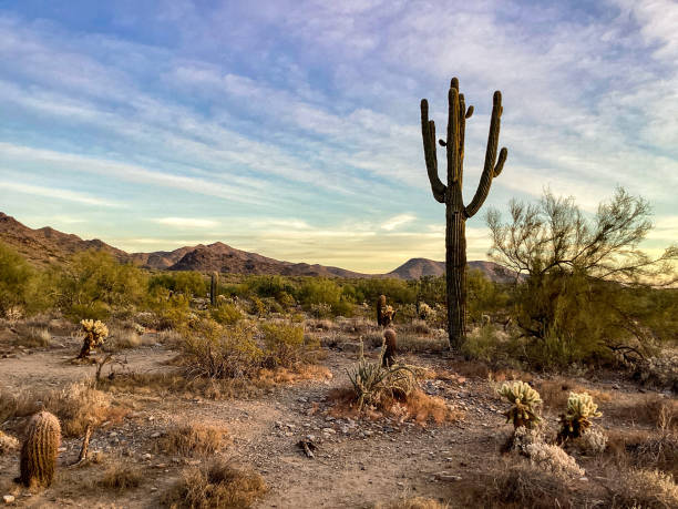 istock McDowell Sonoran Conservancy Gateway Trailhead in Scottsdale, Arizona 1359866293
