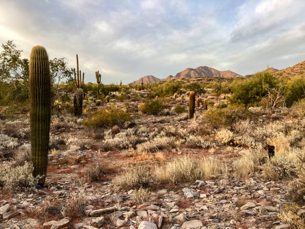 Sonoran Desert near Superior, Arizona. American Southwest.