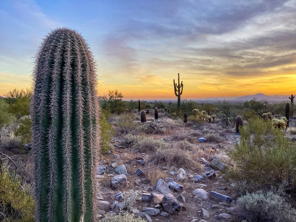 istock McDowell Sonoran Conservancy Gateway Trailhead in Scottsdale, Arizona 1359866325
