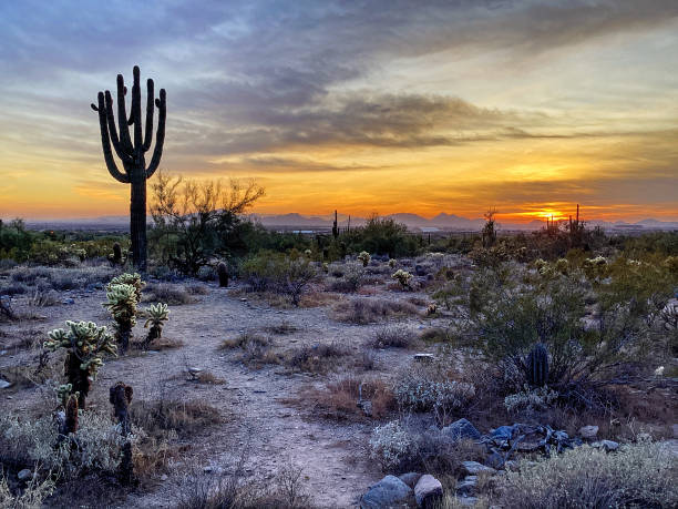 istock McDowell Sonoran Conservancy Gateway Trailhead in Scottsdale, Arizona 1359866335