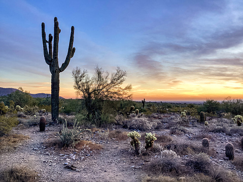Scenic landscape with a colorful Sonoran Desert sunset sky and Saguaro Cactus silhouette near Phoenix, Arizona.