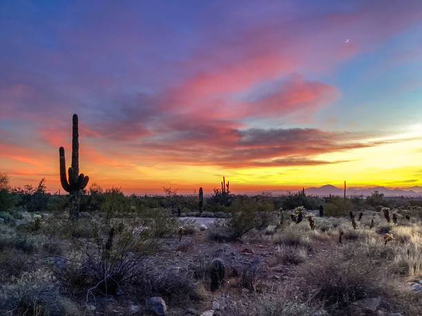 istock McDowell Sonoran Conservancy Gateway Trailhead in Scottsdale, Arizona 1359866351