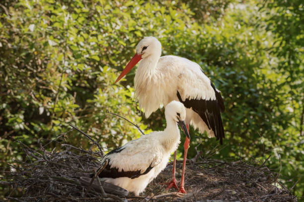 istock White storks, mother and baby in a large stick nest 1359866483