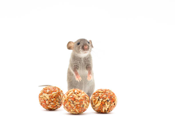 Rat and rodents feed isolated on white