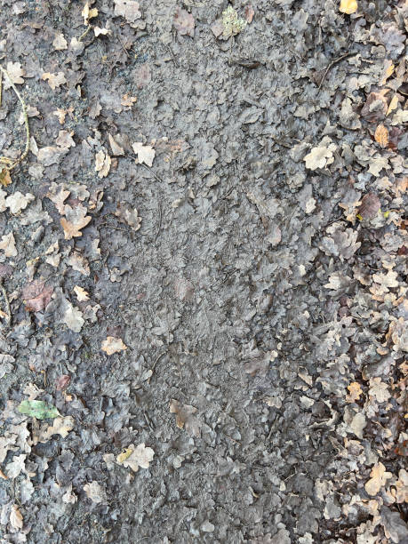 feuilles sur un chemin forestier sous forme de texture ou d’arrière-plan. - road long dirt footpath photos et images de collection