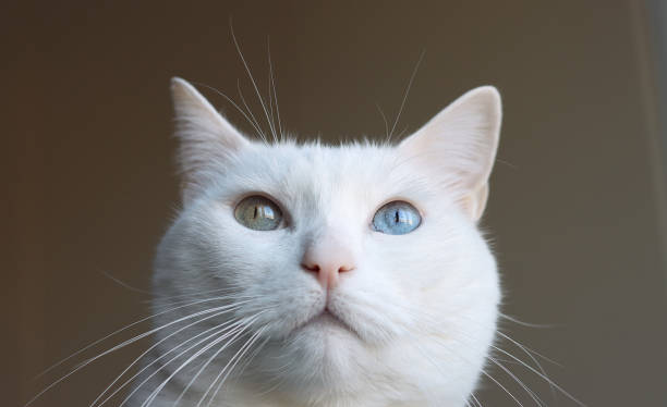 istock Close-up of young cat. 1359868855