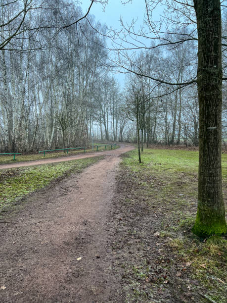 istock A beautiful path through creepy trees in winter with some fog. 1359869804