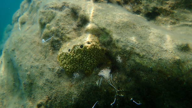 istock Stinker sponge (Sarcotragus fasciculatus) undersea, Aegean Sea 1359870544