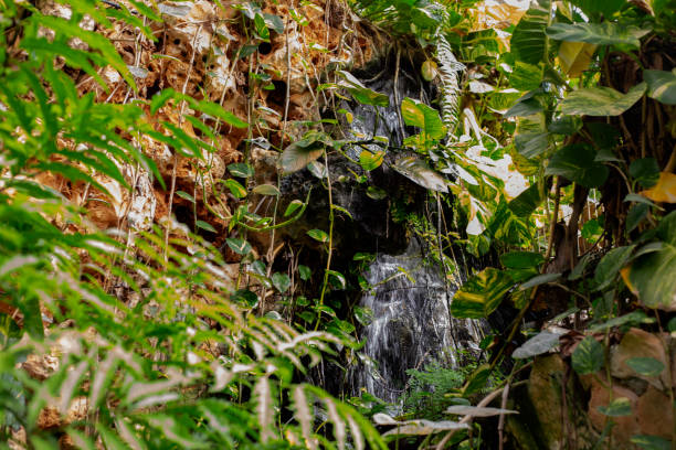 istock View  of  small waterfall between green plants 1359870673