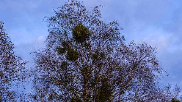 istock Bare branches of trees against the dusk sky with clouds. Nature conservation. 1359872108