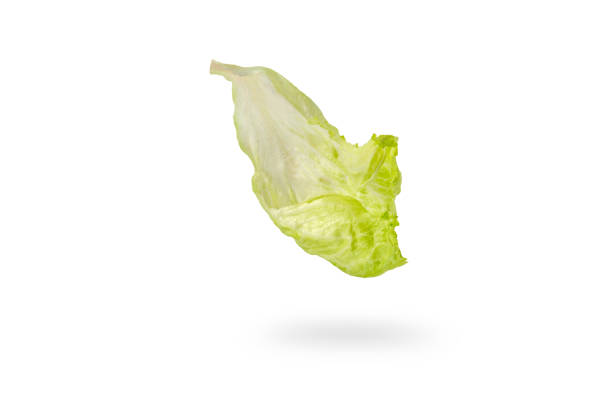 istock Iceberg lettuce green leaves isolated on white background. Fresh lettuce leaf drops with shadow. Ingredients for hamburgers 1359872526