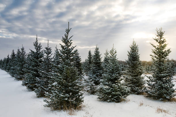 Several evergreen trees planted in a row stock photo