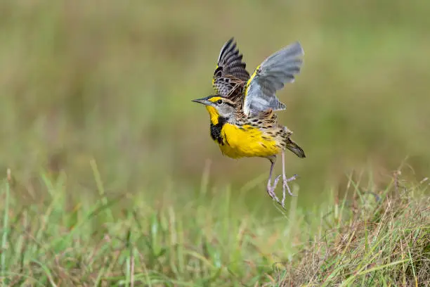 Beautiful yellow bird in Florida