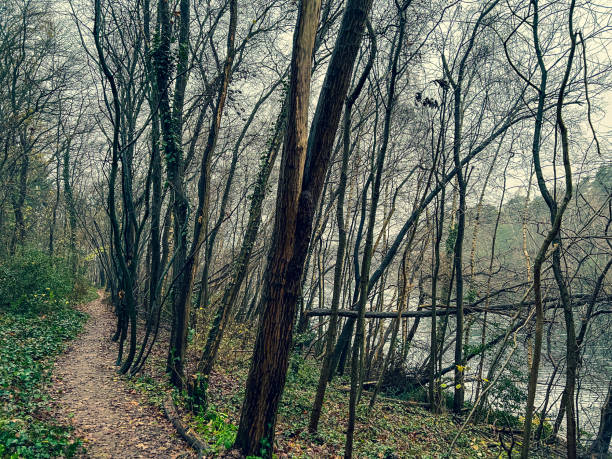istock A path through a forest next to a lake in rainy weather in winter. 1359873186